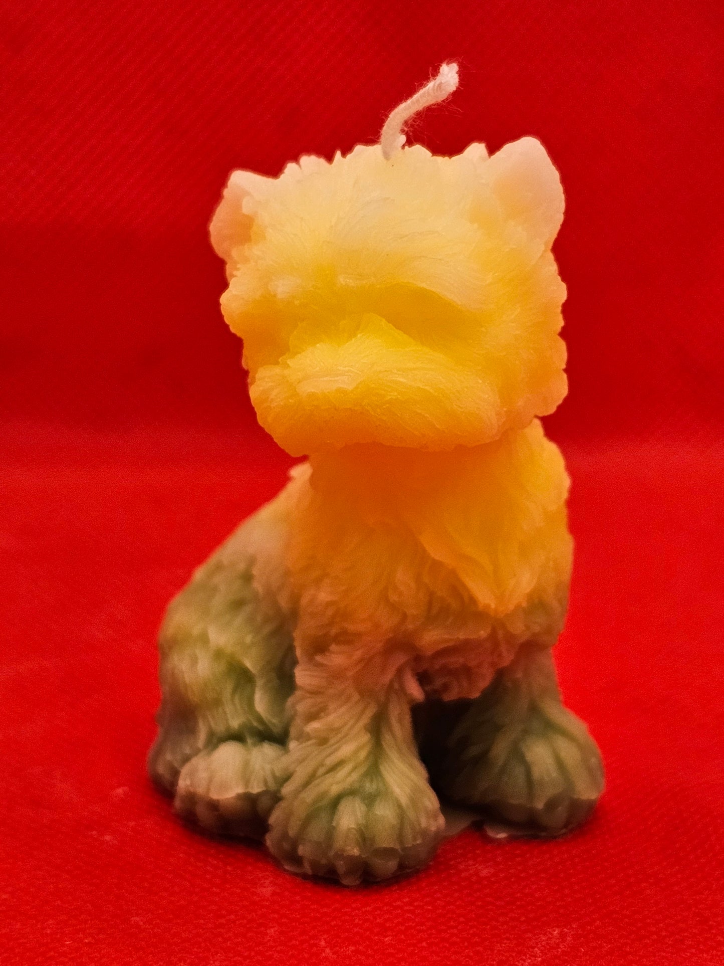 Cesar Hündchen Gelb-grün