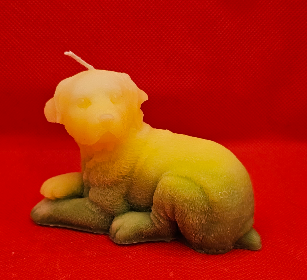 Labrador liegend Gelb-grün