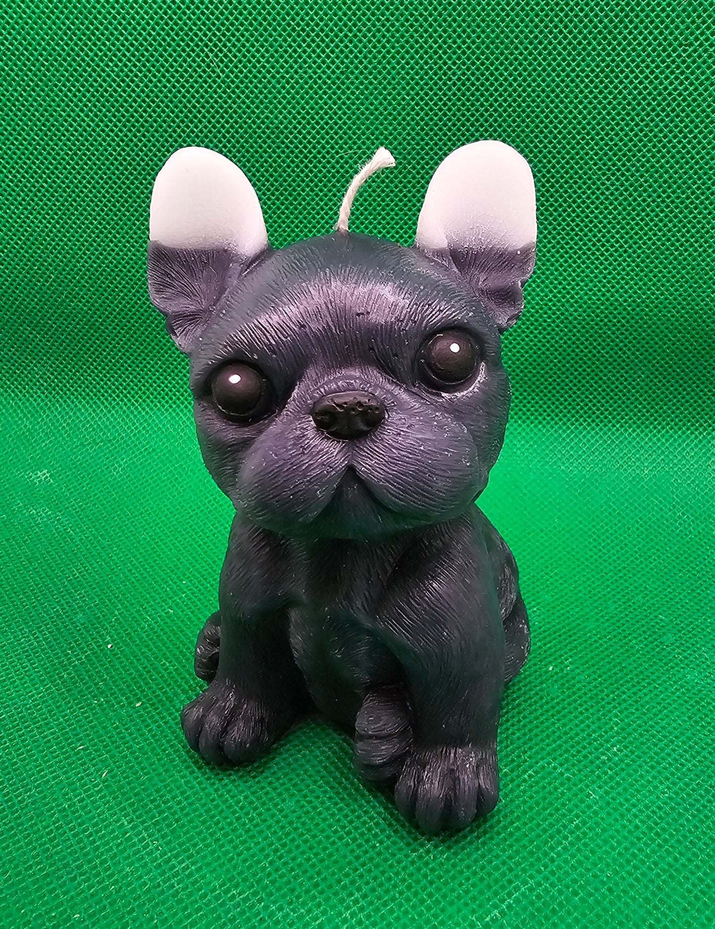 Kleine Dogge schwarz mit weissen Ohren