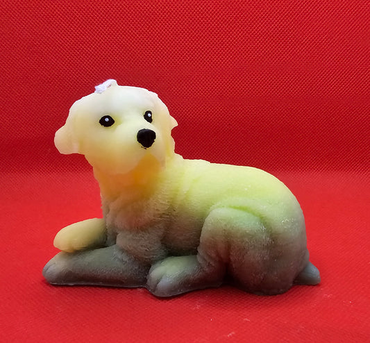 Labrador gelb-grün liegend