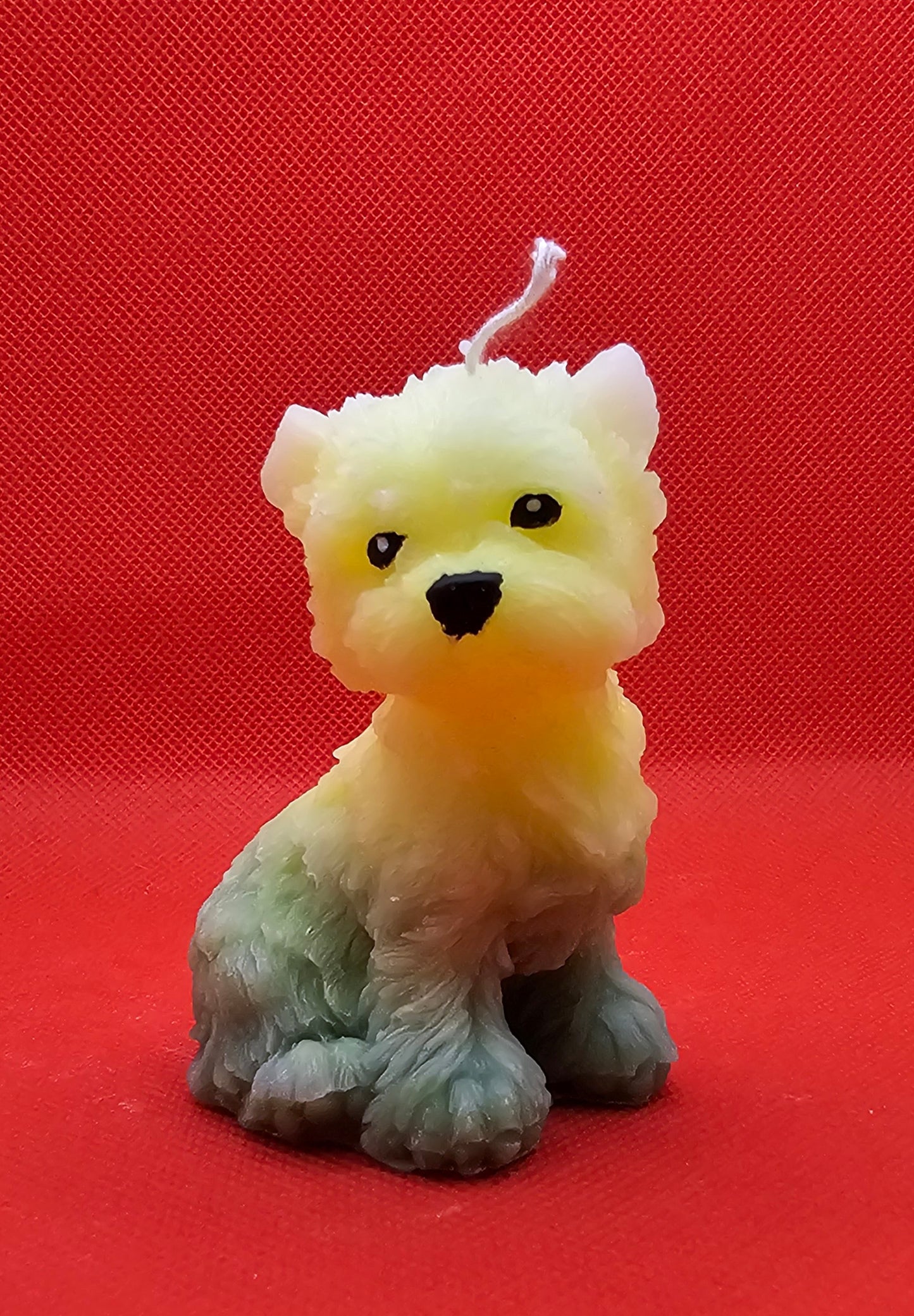West Highland Terrier  gelb-grün