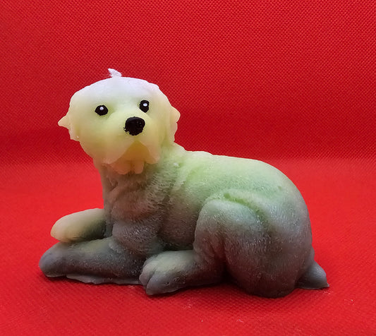Labrador grün liegend